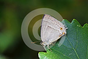 Favonius quercus , The Purple Hairstreak butterfly