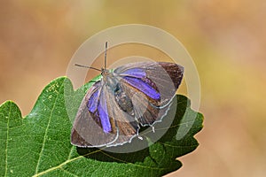 Favonius quercus , The Purple Hairstreak butterfly