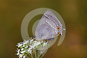 Favonius quercus , The Purple Hairstreak butterfly