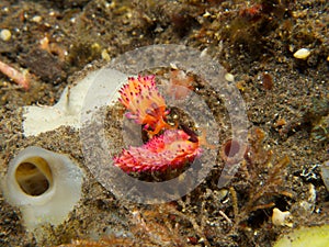 Favorinus mirabilis Nudibranch 01