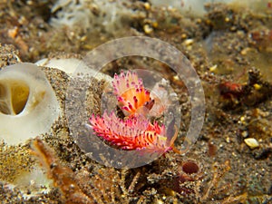 Favorinus mirabilis Nudibranch 02