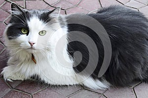 Favorite of the family, gray-white cat with serious and calm look lies on street tile in the courtyard