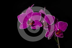 Favorite flowers are Orchids Home fauna