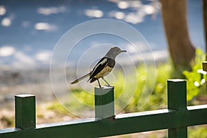 Favorite garden birds to cherish: Dark-capped Bulbul