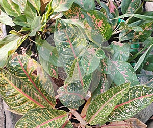 Favorite kinds of aglaonema flowers and other flowers in the home garden