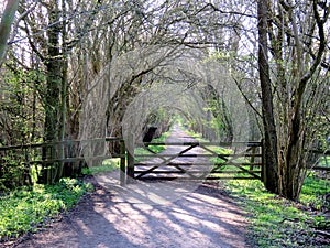 A favourite walking route through woods in Springtime sunshine