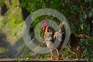 Fawl and hen in nepali farm, Bardia, NÃ©pal