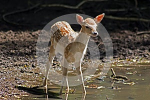 The fawn