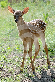 Fawn photo