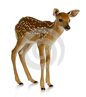 Fawn