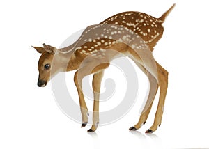 Fawn photo