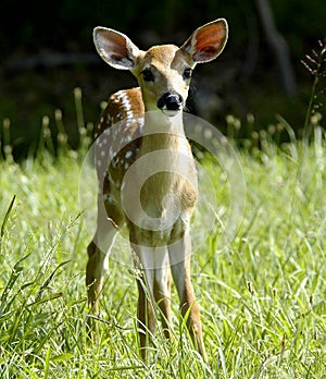 Fawn