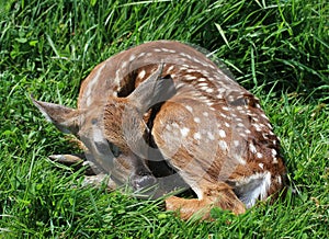 Fawn