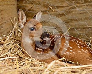 Fawn in barn.