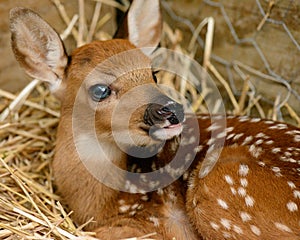 Fawn in barn.