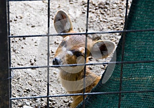 Fawn behind the cage