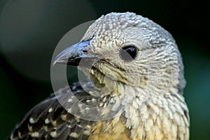 Fawn-breasted bowerbird