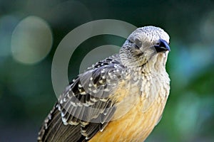 Fawn-breasted bowerbird