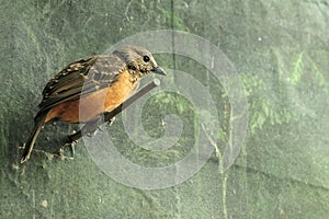 Fawn-breasted Bowerbird