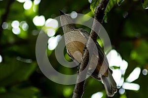 Fawn-Breasted Bowerbird on Branch and Looking Up