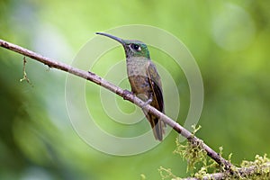 Fawn-breasted Brilliant  843943