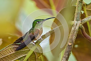 Fawn-breasted Brilliant - Heliodoxa rubinoides