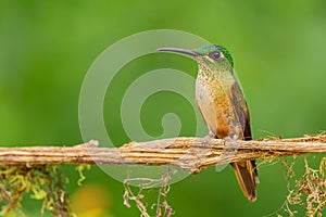 Fawn-breasted Brilliant - Heliodoxa rubinoides