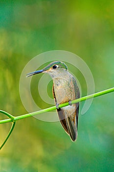 Fawn-breasted Brilliant, Heliodoxa rubinoides, hummingbird from Ecuador. Cute bird sitting on a beautiful green flower, tropical f