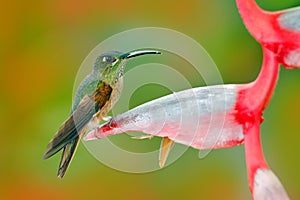 Fawn-breasted Brilliant, Heliodoxa rubinoides, hummingbird from Ecuador. Cute bird sitting on a beautiful red Heliconia flower, tr