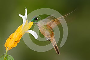 Fawn-breasted Brilliant, Heliodoxa rubinoides, sucking sweet nectar from white and yellow flower, Tandayapa, Ecuador