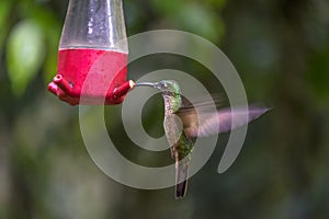 Fawn-breasted Brilliant Hummingbird Feeding