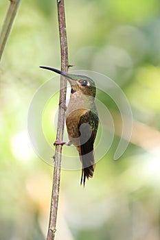 Fawn-breasted Brilliant hummingbird (Heliodoxa rubinoides)