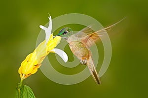 Fawn-breasted Brilliant Hummingbird, Heliodoxa rubinoides, with clear green background in Ecuador. Hummingbird in the nature habit