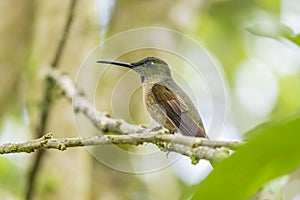 A Fawn-breasted Hummingbird Perched on a Tree 2