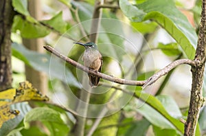 A Fawn-breasted Hummingbird Perched on a Tree 1