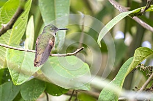 A Fawn-breasted Hummingbird Perched on a Tree 3