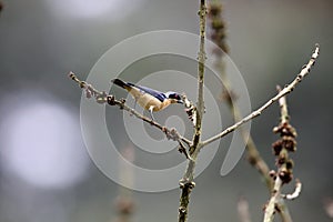 Fawn-breasted tanager in Equador photo