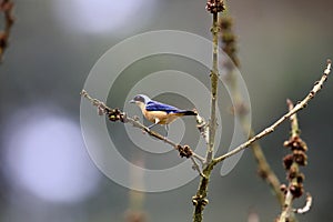 Fawn-breasted tanager in Equador photo