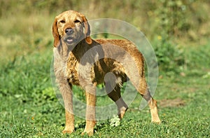 Fawn Brittany Griffon or Griffon Fauve de Bretagne Dog, Male standing on Grass