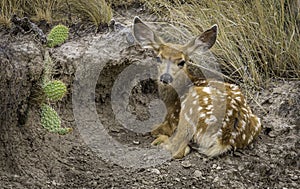 Fawn and Cactus in Badlands National Park