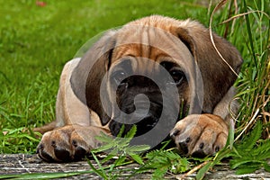 Fawn Cane corso puppy, 8 weeks