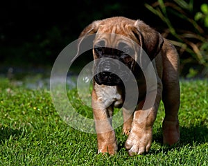 Fawn Cane corso puppy, 8 weeks photo