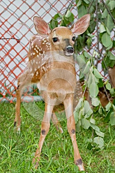 Fawn In Captivity