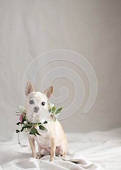 Fawn Chihuahua with a wreath of fresh flowers around her neck is ready for the party or wedding