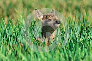 Fawn closeup. Little white-tailed fawn standing in a meadow .