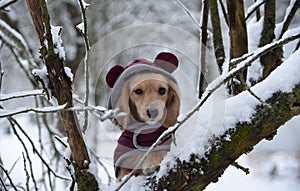 Fawn colored dachshund in tree