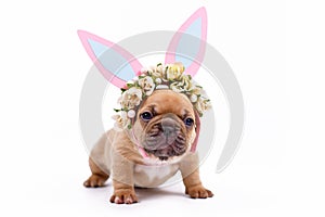 Fawn colored French Bulldog puppy dressed up as easter bunny with pink paper rabbit ears headband with flowers on white background