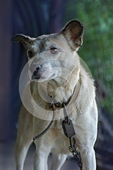 Fawn colored mixed breed dog.  Dog and countryside. Village dog resting.  Adult village dog on farm