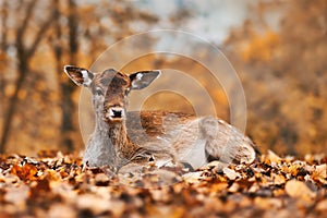 Fawn colored young european fallow deer down in autumn forest