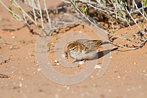 Fawn coloured lark hunting for an insect in sand